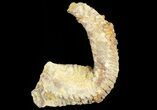Cretaceous Fossil Oyster (Rastellum) - Madagascar #69624-1